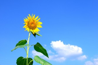 summer-368224_647