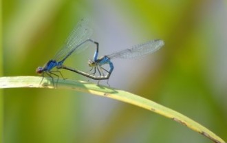 dragonflies-965933_640
