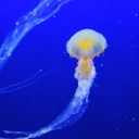 jellyfish-257860_640