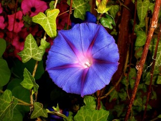 purple-pageantry-winds-1063567_640
