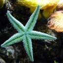 starfish-604234_640