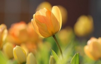 tulip-690320_640