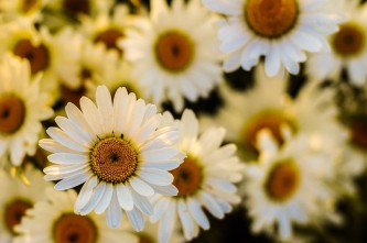 oxeye-583413_640