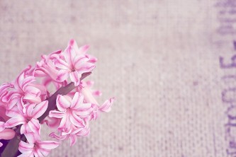 flower-1338459_640