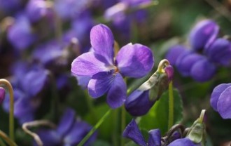scented-violets-1077159_640