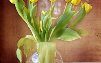 tulips-719352_640