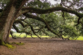 virginia-live-oak-440351_640