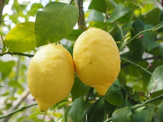 lemon-1117564_640