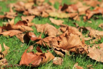 autumn-473059_640