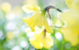 daffodil-1358942_640