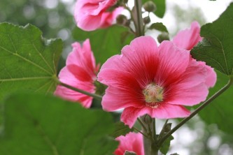 flowers-975787_640