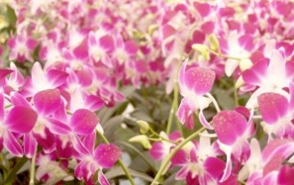 orchid-1553830_640