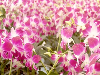 orchid-1553830_640