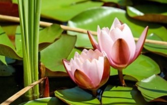 water-lily-1520315_640