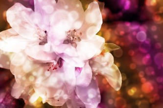 bokeh-1546099_640