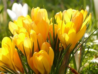 crocus-100157_640