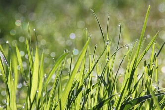 dew-1507498_640