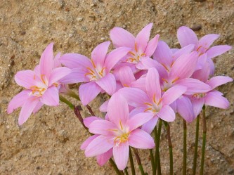 flowers-1479616_640