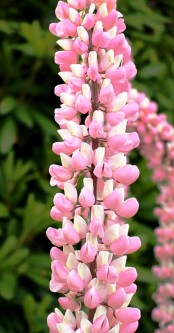 flowers-355733_640