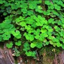 forest-clover-349975_640
