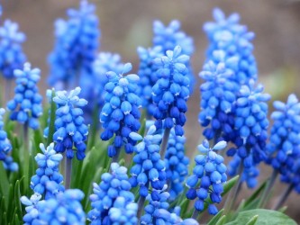 muscari-114578_640