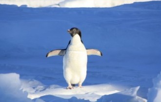 penguin-56101_640
