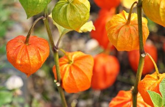 physalis-1547799_640