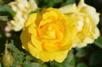 yellow-rose-196393_640
