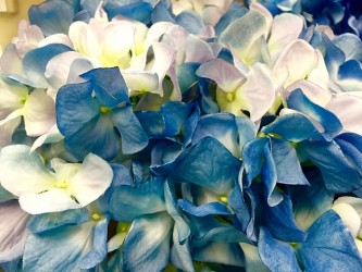 hydrangea-1623155_640