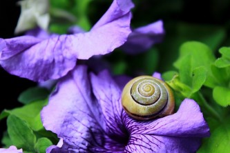 snail-1628480_640