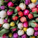 tulips-1246264_640