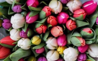 tulips-1246264_640