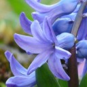 garden-hyacinth-49796_640