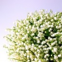 lily-of-the-valley-1693516_640