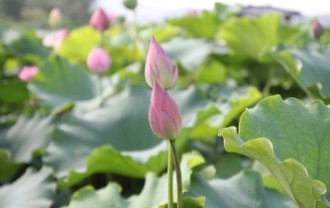 lotus-buds-809863_640