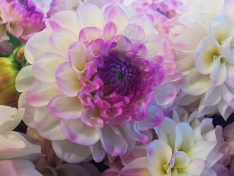 flower-918966_640
