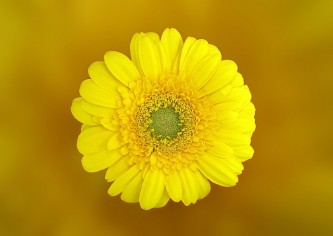 gerbera-1365459_640