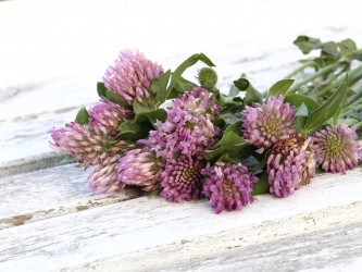 red-clover-1589711_640