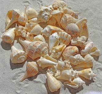 sea-shells-1235586_640-1