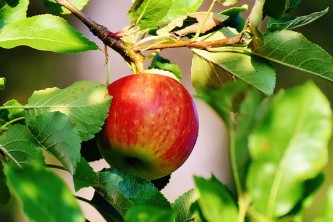 apple-1644393_640