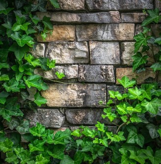 ivy-1395534_640