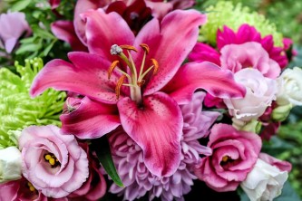 lily-1907074_640
