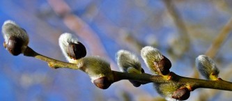 nature-1318817_640