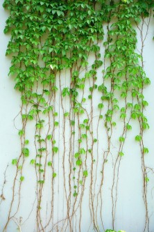 ivy-830692_640