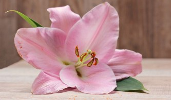 lily-2007837_640