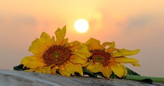sunflower-1557101_640