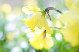 daffodil-1358942_640 (1)