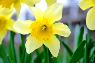 daffodil-696449_640