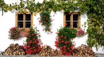 ivy-529767_640