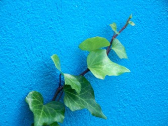 ivy-72475_640